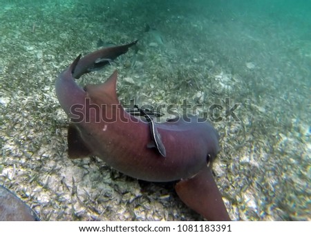 Nurse shark with a remora on its back off the coast of Ambergris Key, Belize