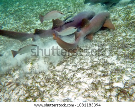 Nurse sharks feeding off the coast of Ambergris Key, Belize