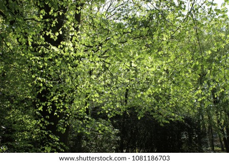
Beautiful green leaf beech tree, photo taken on a sunny day.