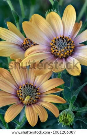 Fine art still life color flower macro portrait of a wide open blooming pastel yellow cape daisy / marguerite blossom,green leaves,buds,black background,vintage painting style