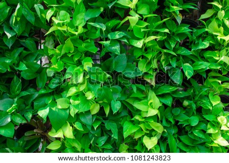 Nature leaf background.