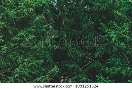 Branches of a spruce in a forest. Nature background.