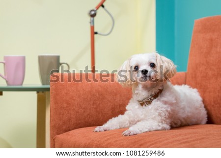 smile cute white dog sitting on orange sofa in colorful room and space for text.