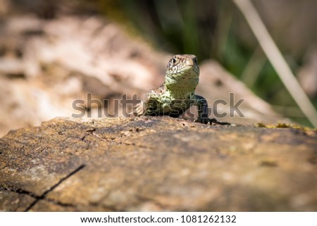 The sand lizard (Lacerta agilis), in the dunes, Netherlands