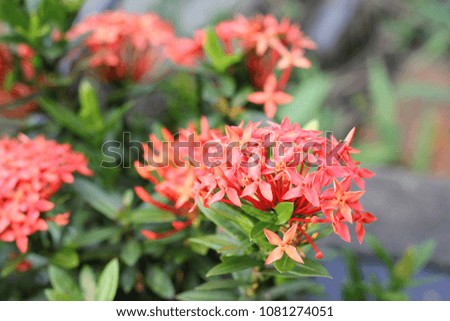 red Ixora flower with blurred background