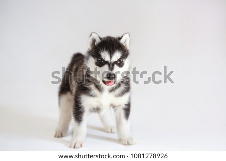 husky puppy on white background