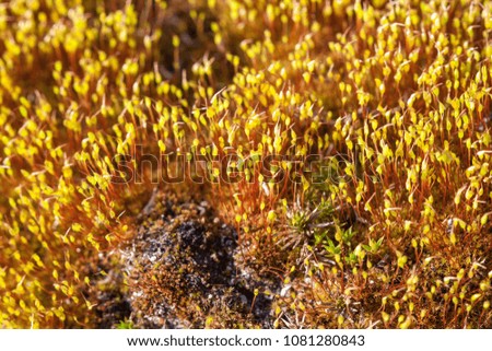Macro of moss with a lot of seeds growing