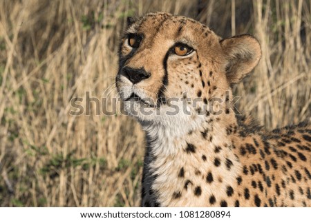 Portrait of a cheetah (Acinonyx jubatus) in the evening sun light, namibia