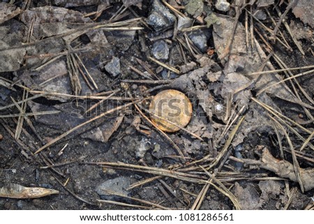 Lost coin on the ground in the forest on the trail. The old lost coin Royalty-Free Stock Photo #1081286561