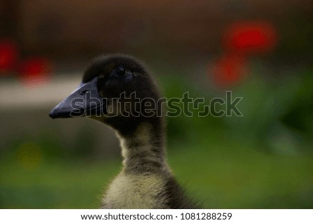 close up little black fluffy duckling on green grass/ farm background 