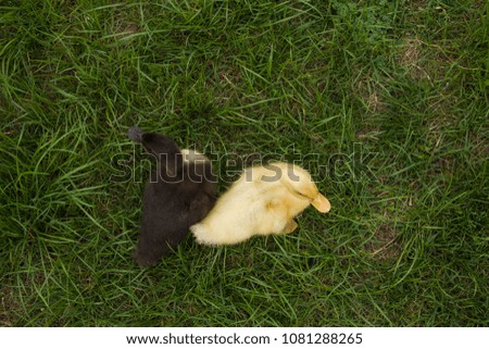 top view close up yellow and black ducklings on green grass