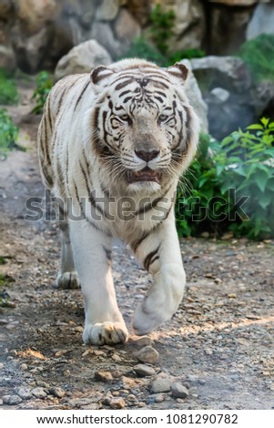 White Tiger in zoo 