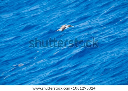 Juvenile Masked Booby Flying Over the Caribbean Sea Looking for Fish