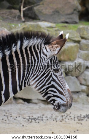 Close Up Of Zebra Head  