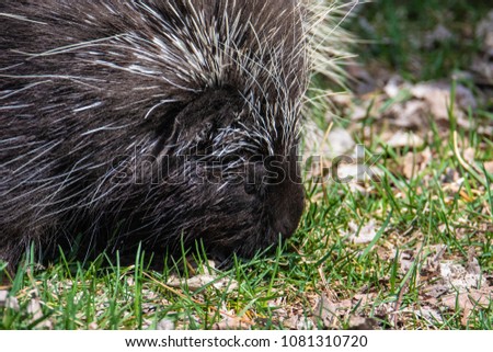 North American Porcupine feeding on grass 