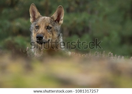 cute young wolf hiding in a forest, autumn colors, portrait of wolf