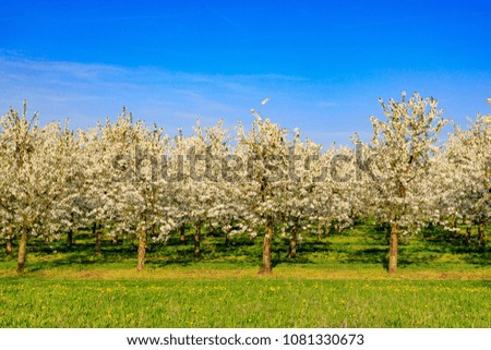 Plantation of white flowering cherry trees against a blue sky.
