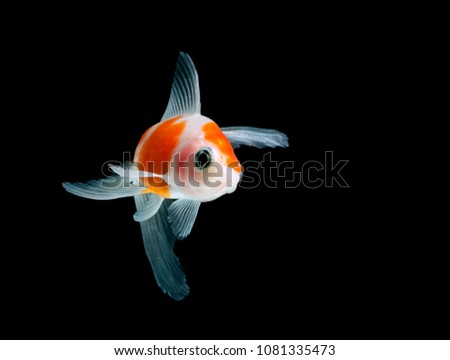 Goldfish isolated on black background