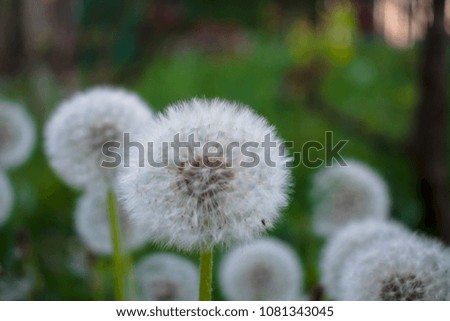 dandelion against a background of vegetation