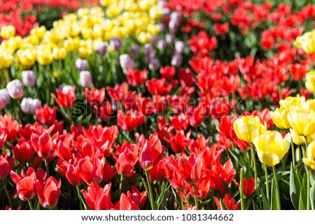 Multicolored tulips. A flower bed with tulips. Varietal tulips from Holland.