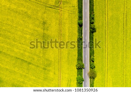 Aerial view of a road passing by rapeseed flower field in spring with combine tracks and agricultural countryside road