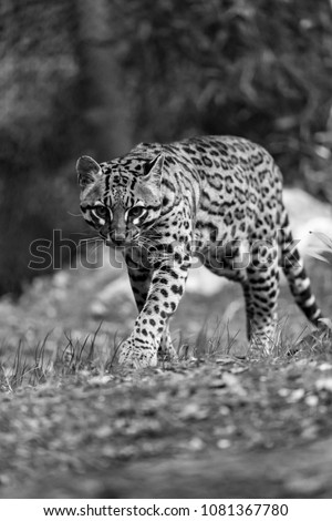 Leopardus pardalis or ocelot in black and white