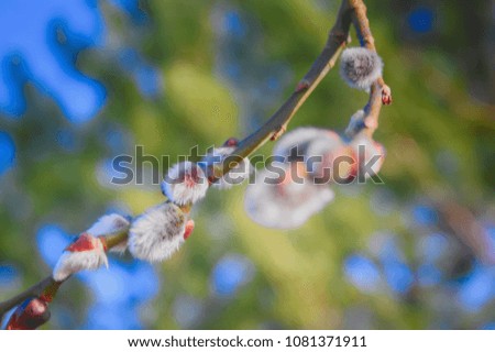 Close up of pussy willows as a spring symbol.