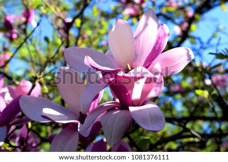 Flowering of the beautiful magnolia in spring