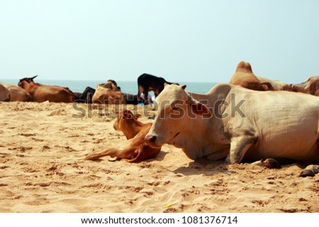 cow at sea. cow in india. an Indian sacred animal.