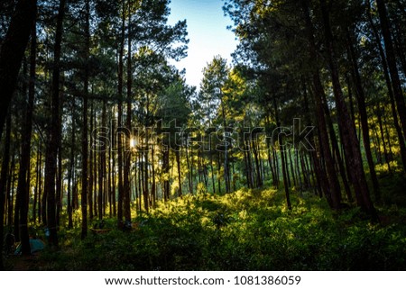 awesome sunrise in the forest 