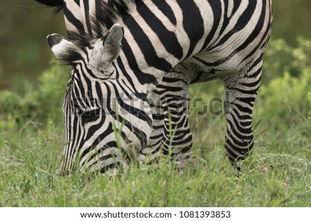Zebra closeup picture grazing in Ngorongoro Crater Tanzania in April 2018