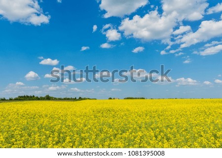 Oilseed rape field 