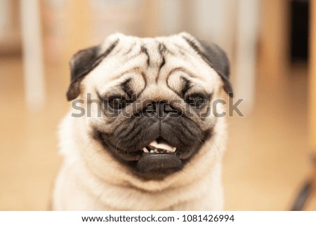 cute pug dog breed have a question and making funny face,Selective focus