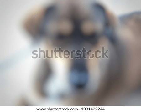 Brown dog blurred background