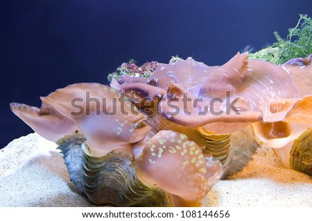 Scaly Giant Clam / Squamose Giant Clam / Tridacna squamosa , Kind of large shellfish of marine life