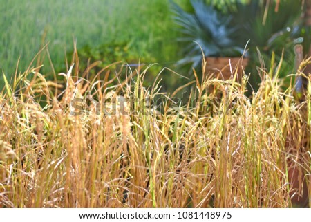 Close up and selective focus image of paddy field with brown rice plant.
