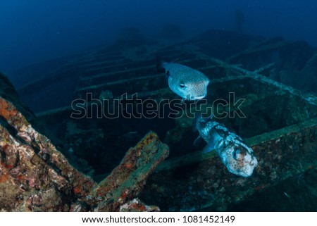 Pufferfish and other tropical fish on an underwater shipwreck