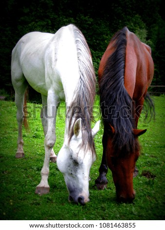 one white and one red horse eating grass