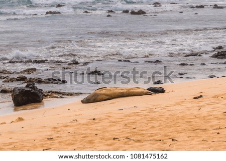 Mother and Baby Monkseal on the Beach