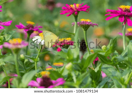 Flowers(Cosmos) and butterflies