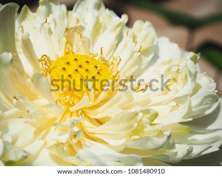 Colorful white lotus flowers Beautiful. nature as a background image.