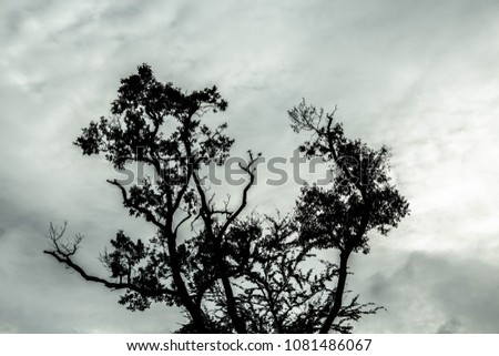 The tree behind the sky is a lonely atmosphere. As background image