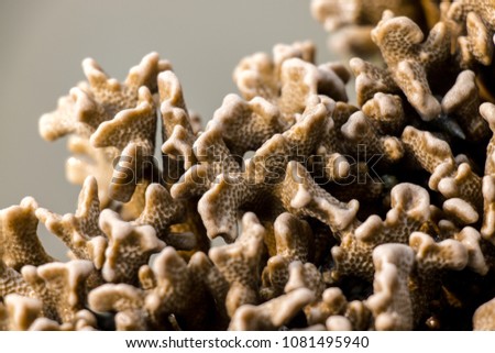 Corals are marine invertebrates in the class Anthozoa of phylum Cnidaria in the Sea.