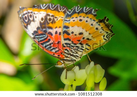 wings butterfly color