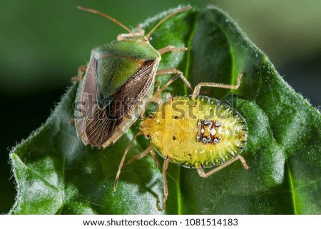 Couple of Bedbug insect on green leaf extreme close up photo