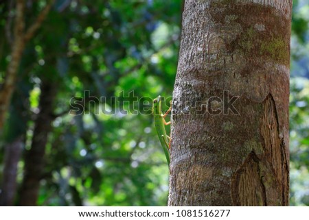 Chameleon in forest Thailand
