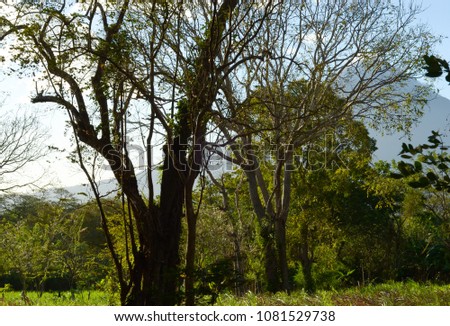 Pictures of beautiful Ometepe Island nature, sun goes through tree branches. Warm afternoon, plants, beauty. 