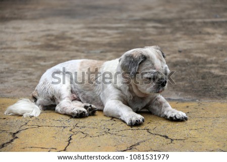 Short Haired Maltese Dog Isolated Images And Stock Photos Avopix Com