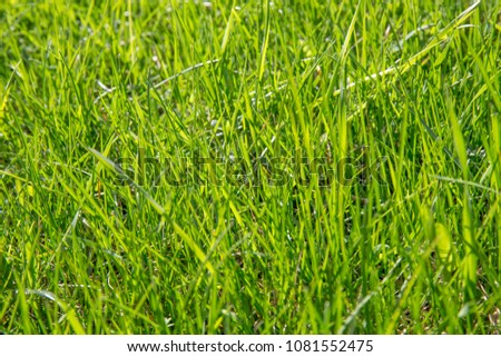 Perfect green background by the fresh grass, spring or summer, sunny day