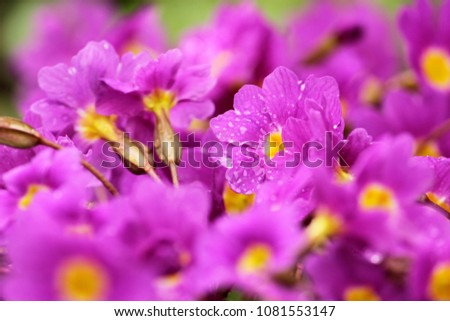 Primula / primerose. Beautiful picture with fresh flowers. Macro. Water drops after rain, artistic view. Concept for greeting card, birthday or valentine theme